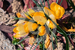 Yellow crocuses blooming in spring