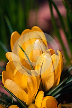 Yellow crocuses blooming in spring