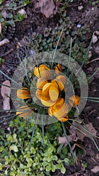 Yellow crocuses. Bright primroses. The first messengers of spring. Small flowers.