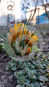 Yellow crocuses. Bright primroses. The first messengers of spring. Small flowers.