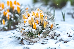 Yellow crocuses covered with snow on spring\'s blizzard