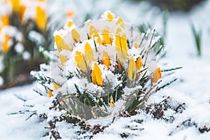 Yellow crocuses covered with snow on spring\'s blizzard