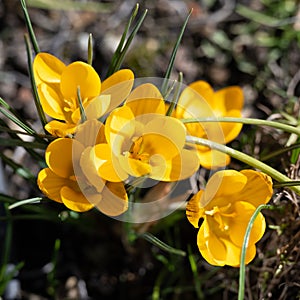 Yellow crocuses, croci flowering with the first spring sun in February