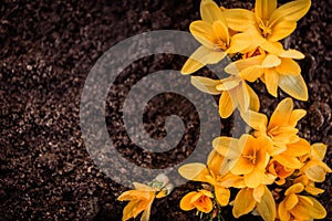 Yellow crocuses in the early spring.