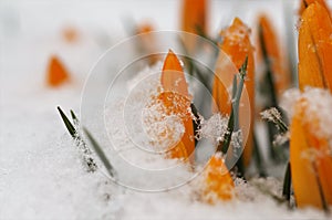 Yellow crocuses crocus emerge from the snow in the spring