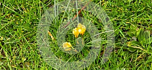 yellow crocuses on green grass in spring, shallow depth of field