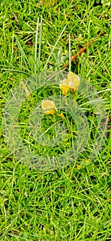 yellow crocuses on green grass in spring, shallow depth of field