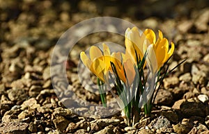 Yellow Crocuses Isolated in Rocky Soil