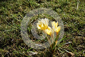Yellow crocuses on the lawn in February. Crocus is a genus of seasonal flowering plants in the iris family. Berlin, Germany