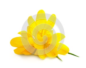 Yellow Crocuses / Spring flowers isolated