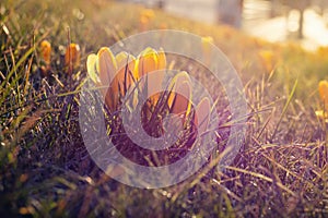 Yellow crocuses in a spring