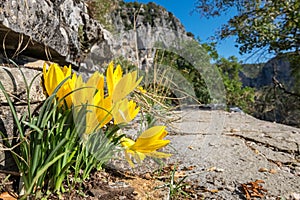 Yellow crocuses. Zagoria, Epirus, Greece