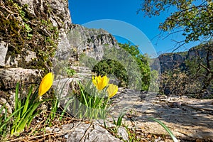 Yellow crocuses. Zagoria, Epirus, Greece photo