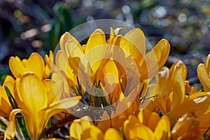 Yellow Crocusses - spring in munich bavaria