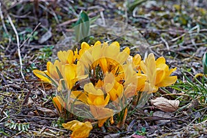 Yellow Crocusses - spring in munich bavaria