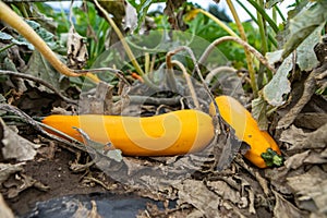 Yellow crookneck squash plant fruits