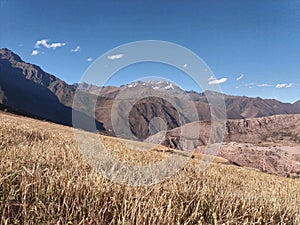 yellow crop with mountains photo