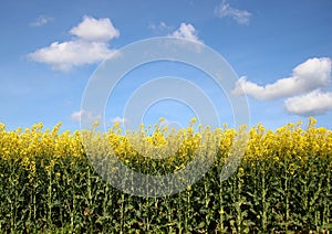 Yellow crop field with blue sky and clouds