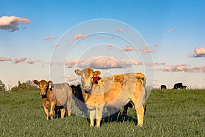 Yellow crossbred heifers in pature