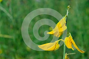 Yellow Crotalaria juncea flower in the garden