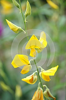 Yellow Crotalaria juncea flower in nature garden