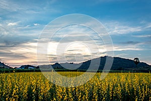 Yellow Crotalaria juncea L. flower background mountains and the