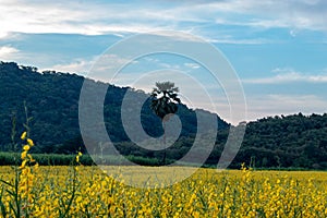 Yellow Crotalaria juncea L. flower background mountains and the