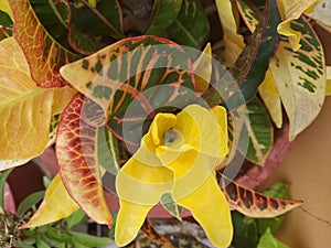 Yellow Croton flower& x27;s leaf