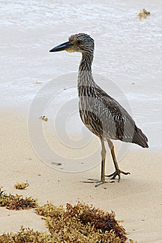 Yellow-crowed Night Heron, Nyctanassa violacea cayennensis