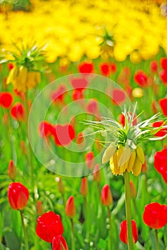 Yellow Crown Imperial Flower in focus with red and yellow tulip in the background