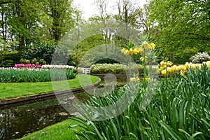 Yellow crown imperial flowers at water ditch in the Keukenhof in 2022 in the Netherlands