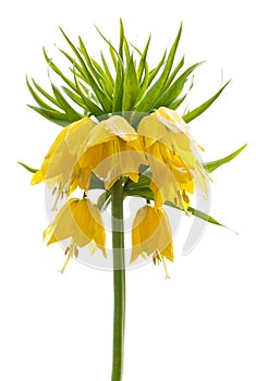 Yellow Crown imperial on white background