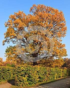 Yellow crown of a large tree in the sky