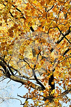 Yellow crown of maple tree in autumn
