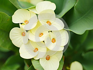 Yellow Crown of thorns flowers