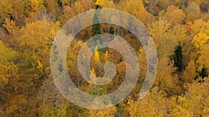 Yellow crown of trees in a beautiful forest in autumn. Indian summer.Deciduous forest, top view.