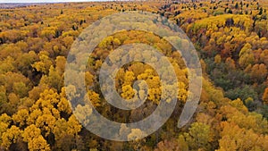 Yellow crown of trees in a beautiful forest in autumn. Indian summer.Deciduous forest, top view.