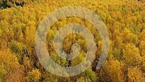 Yellow crown of trees in a beautiful forest in autumn. Indian summer.Deciduous forest, top view.