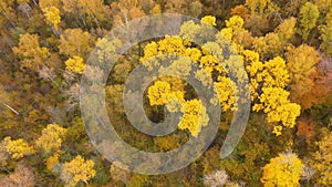 Yellow crown of trees in a beautiful forest in autumn. Indian summer.Deciduous forest, top view.