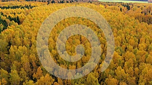 Yellow crown of trees in a beautiful forest in autumn. Indian summer.Deciduous forest, top view.