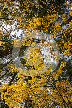 Yellow crown of young maples against the background of a gray autumn sky