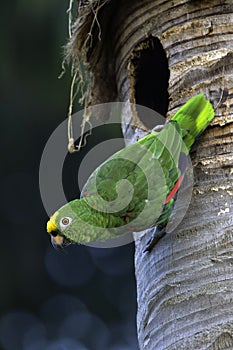 Yellow-crowned Amazon, Amazona ochrocephala