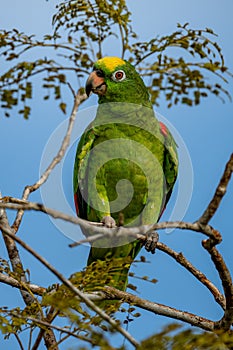 Yellow-crowned Amazon - Amazona ochrocephala