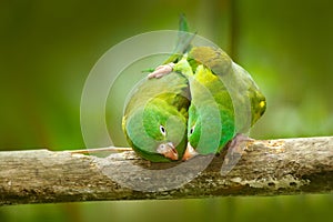 Yellow-crowned Amazon, Amazona ochrocephala auropalliata, pair of green parrot, sitting on the branch, courtship love ceremony, Co
