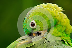 Yellow-crowned Amazon, Amazona ochrocephala auropalliata, portrait of light green parrot, Costa Rica