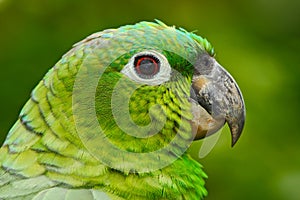 Yellow-crowned Amazon, Amazona ochrocephala auropalliata, portrait of light green parrot, Costa Rica. Detail close-up portrait of photo