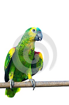 YELLOW-CROWNED AMAZON on hand parrot isolated on white background