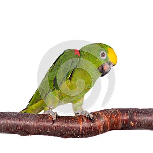 Yellow-crowned amazon isolated on white