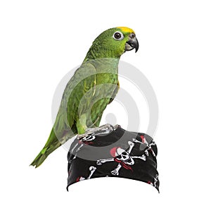 Yellow-crowned Amazon isolated on white