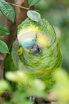 Yellow-Crowned Amazon Parrot